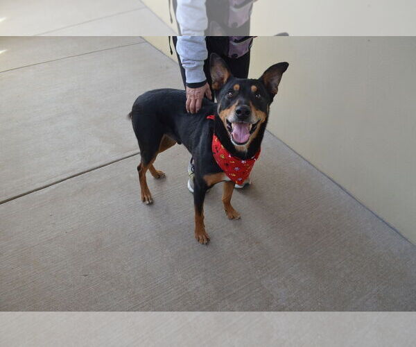 Medium Photo #2 Doberman Pinscher-Unknown Mix Puppy For Sale in McKinney, TX, USA