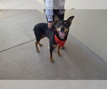 Small #1 Doberman Pinscher Mix