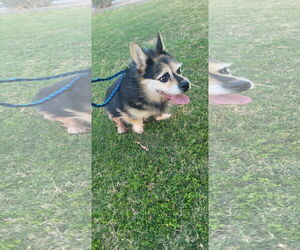 Pembroke Welsh Corgi-Unknown Mix Dogs for adoption in Chandler, AZ, USA