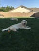 Small Photo #1 Golden Retriever Puppy For Sale in LANCASTER, CA, USA
