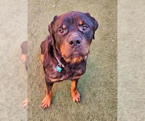 Rottweiler Dogs for adoption in Sacramento, CA, USA