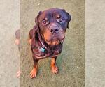 Small Rottweiler