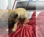 Small Photo #106 Belgian Malinois Puppy For Sale in REESEVILLE, WI, USA