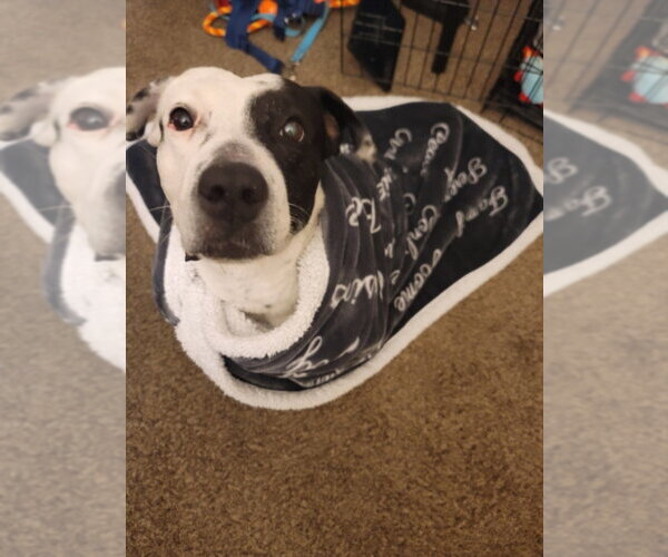 Medium Photo #1 Mutt Puppy For Sale in Las Vegas, NV, USA