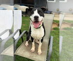 Small #4 American Pit Bull Terrier-Great Dane Mix