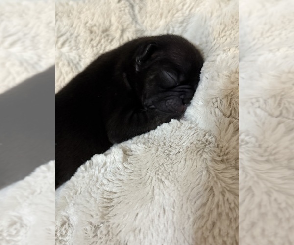 Medium Photo #31 French Bulldog Puppy For Sale in BIG RAPIDS, MI, USA