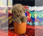 Small #41 Poodle (Toy)