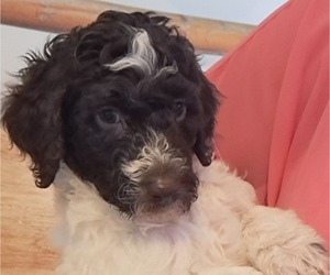 Poodle (Standard) Puppy for Sale in ALBUQUERQUE, New Mexico USA