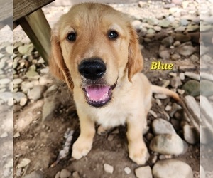 Golden Retriever Puppy for sale in WILLIAMSON, WV, USA