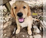 Image preview for Ad Listing. Nickname: AKC Blue