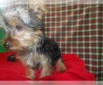 Small #4 Yorkshire Terrier