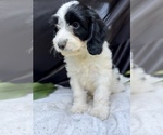 Puppy 6 Cavalier King Charles Spaniel-Goldendoodle Mix