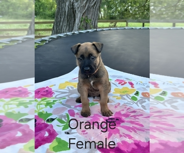 Medium Photo #5 Belgian Malinois Puppy For Sale in HUNTSVILLE, TX, USA