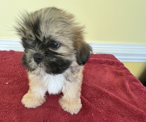 Shih Tzu Puppy for sale in WINGATE, NC, USA