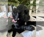 Small Photo #1 Double Doodle Puppy For Sale in KEARNEY, MO, USA