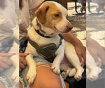 Small #1 Beagle Mix