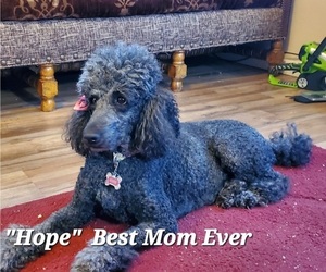 Mother of the Poodle (Standard) puppies born on 05/08/2023