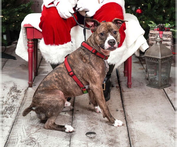 Medium Photo #2 Mutt Puppy For Sale in Rockville, MD, USA