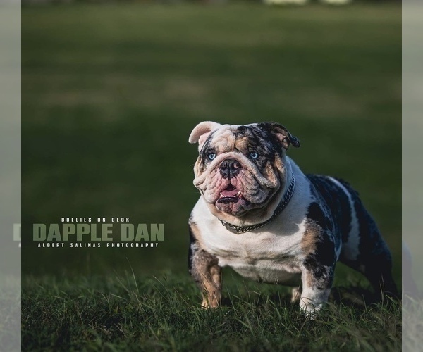 Medium Photo #1 English Bulldog Puppy For Sale in SUGAR LAND, TX, USA