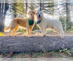 Golden Retriever Puppy for sale in SPOKANE, WA, USA