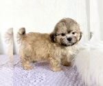 Small #1 Shih-Poo