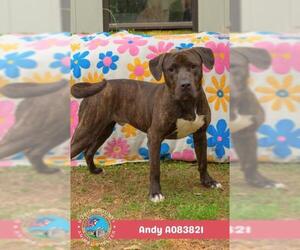Mutt Dogs for adoption in Mobile, AL, USA
