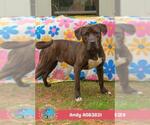 ANDY - Male Mutt Dog for Adoption - Small photo