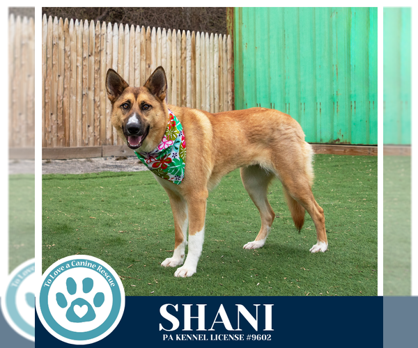 Medium Photo #8 German Shepherd Dog-Unknown Mix Puppy For Sale in Kimberton, PA, USA