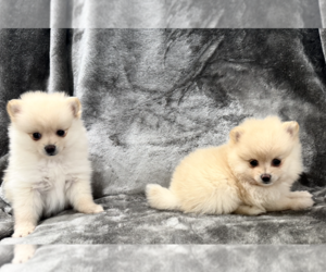 Pomeranian Puppy for Sale in CHICAGO, Illinois USA