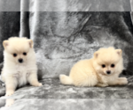 Small Pomeranian