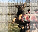 Small Photo #9 German Shepherd Dog Puppy For Sale in OSTRANDER, OH, USA