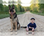 Small #1 German Shepherd Dog