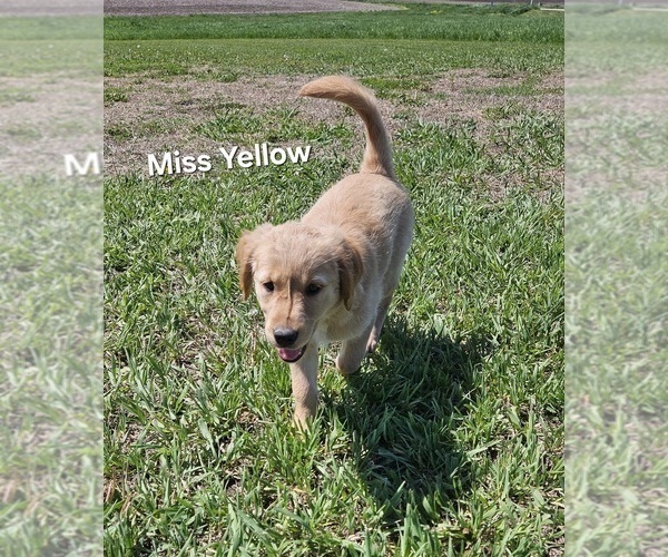 Medium Photo #2 Golden Retriever Puppy For Sale in MORRILL, KS, USA