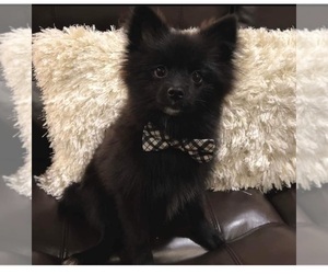 Pomeranian Puppy for sale in LEESBURG, FL, USA