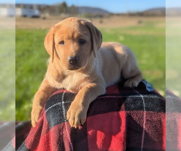 Medium Photo #1 Labrador Retriever Puppy For Sale in JONESTOWN, PA, USA