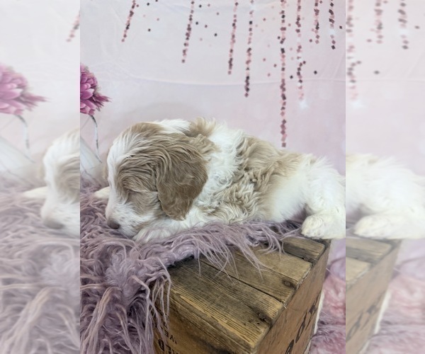 Medium Photo #11 Aussie-Poo-Goldendoodle Mix Puppy For Sale in COMMERCE, MI, USA