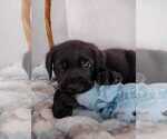 Small Photo #2 Labrador Retriever Puppy For Sale in CAPE CORAL, FL, USA
