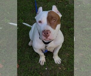 American Staffordshire Terrier-Unknown Mix Dogs for adoption in Traverse City, MI, USA