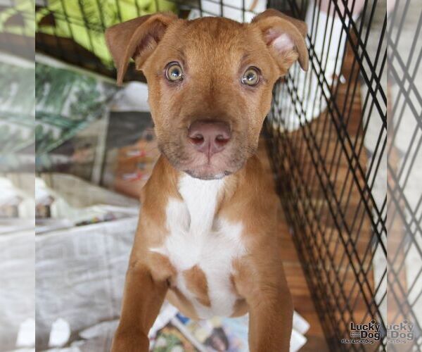 Medium Photo #3 Retriever -Unknown Mix Puppy For Sale in Washington, DC, USA