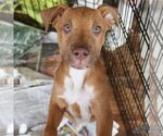 Small #2 Retriever  Mix