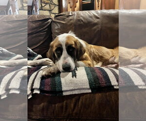 Saint Bernard-Unknown Mix Dogs for adoption in Tabernash, CO, USA