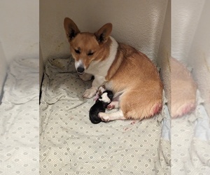 Mother of the Pembroke Welsh Corgi puppies born on 12/19/2023