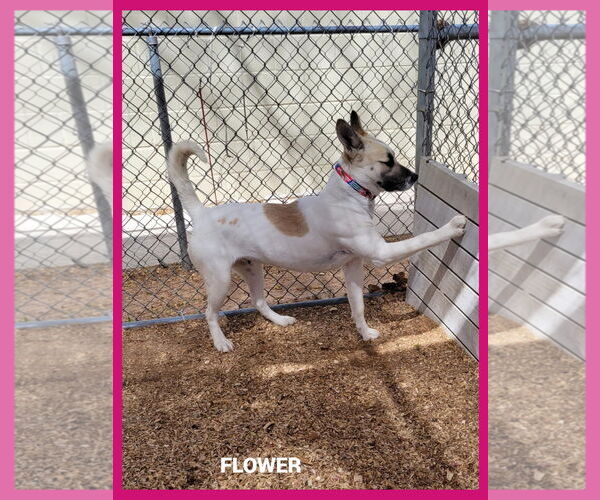 Medium Photo #1 Akita-Unknown Mix Puppy For Sale in Granbury, TX, USA