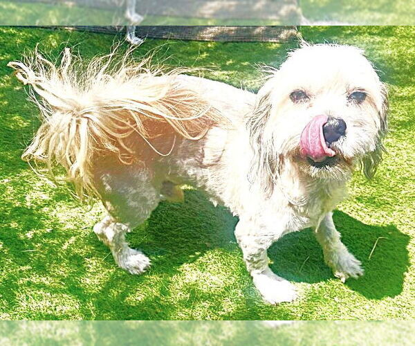 Medium Photo #4 Maltipoo Puppy For Sale in Fallbrook, CA, USA