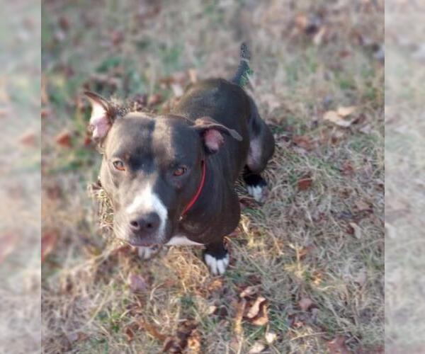 Medium Photo #2 American Pit Bull Terrier Puppy For Sale in Charlotte, NC, USA