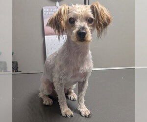 Mutt Dogs for adoption in Las Vegas, NV, USA