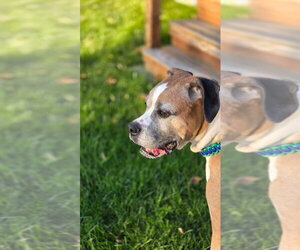 Coco - Female Boxer Dog for Adoption - Photo #3