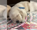 Small Photo #4 Goldendoodle Puppy For Sale in SANTA CLARITA, CA, USA