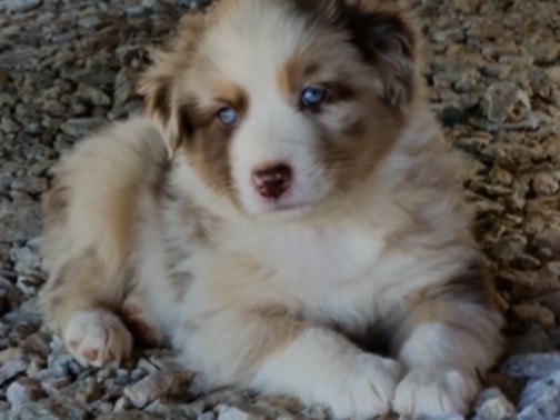 Medium Photo #1 Australian Shepherd Puppy For Sale in SHARON, SC, USA