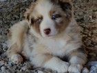 Small Photo #1 Australian Shepherd Puppy For Sale in SHARON, SC, USA